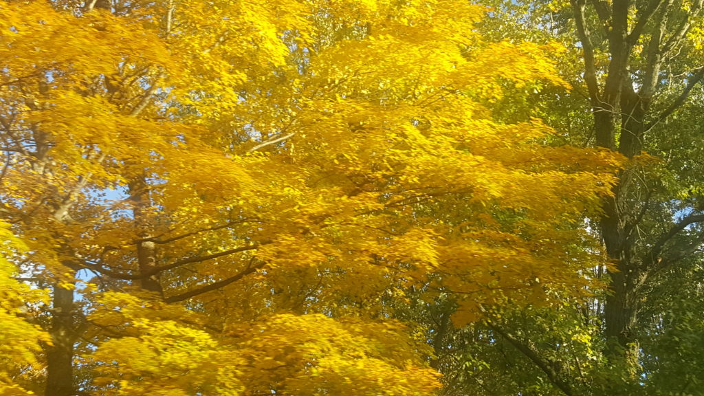Autumn yellows #FallColors